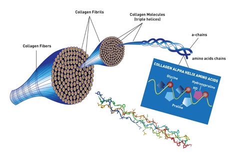  Gelatiini - Biomateriaali Luonnon Antimikrobinen Voima!